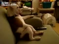 TVを見る犬
